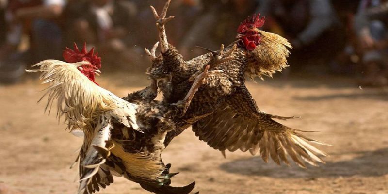 Đá gà đòn thomo